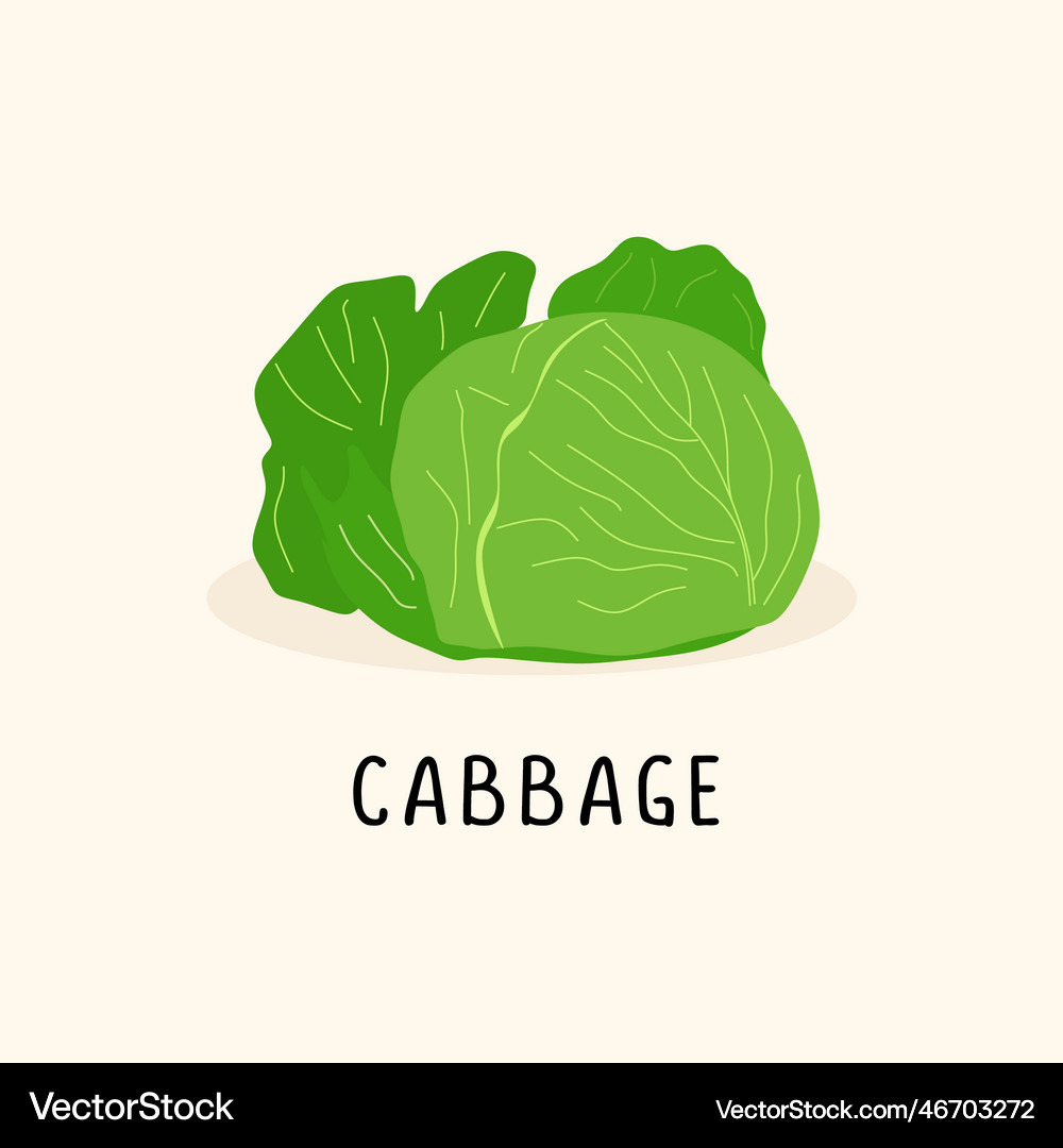 Cabbage flat isolated on white background Vector Image
