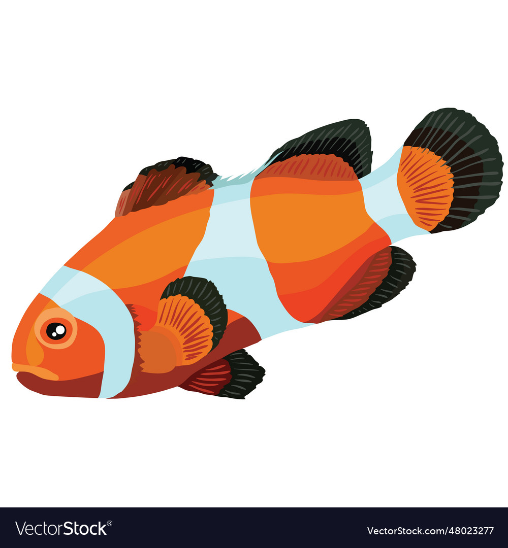 Clown fish in orange and white colors cartoon