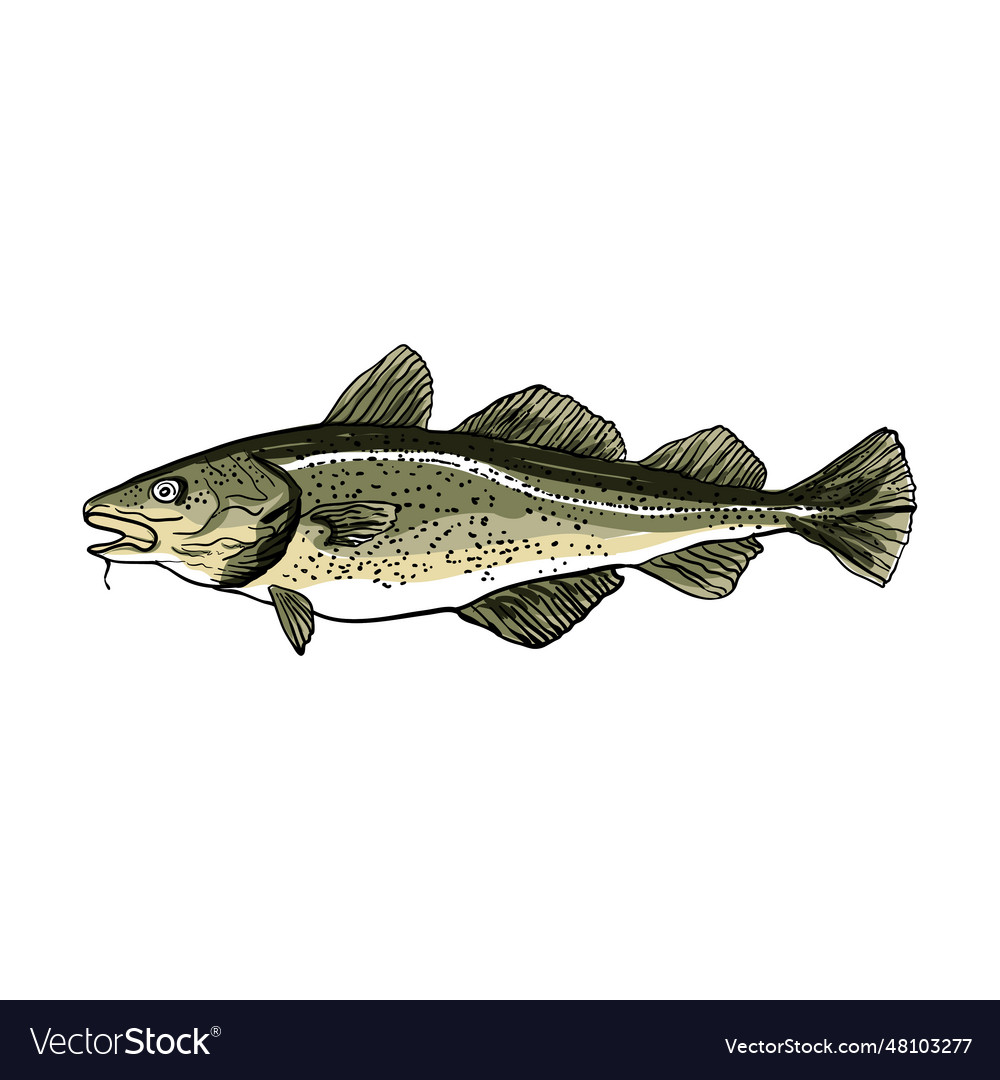 Cod fish hand drawing Royalty Free Vector Image