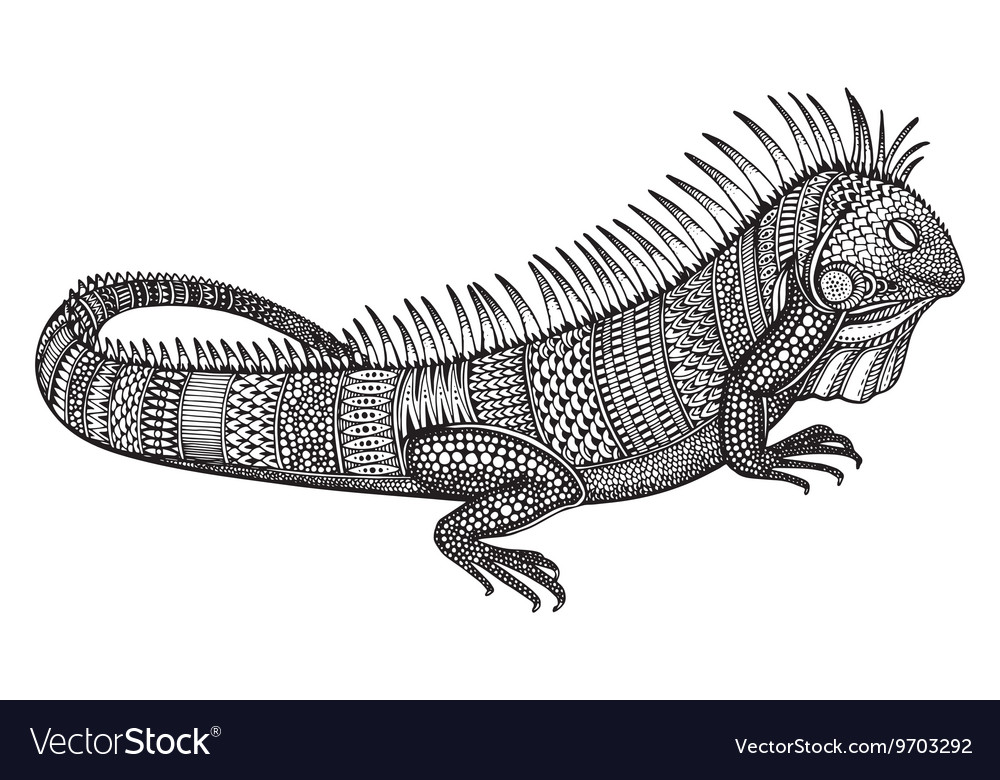 Hand drawn graphic ornate iguana Royalty Free Vector Image