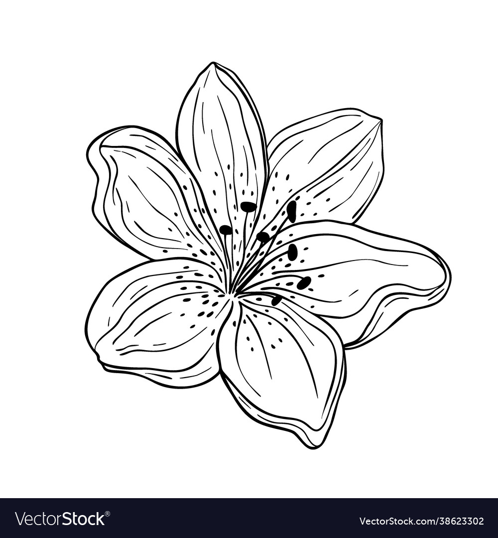 Hand drawn lily flower isolated on white Vector Image