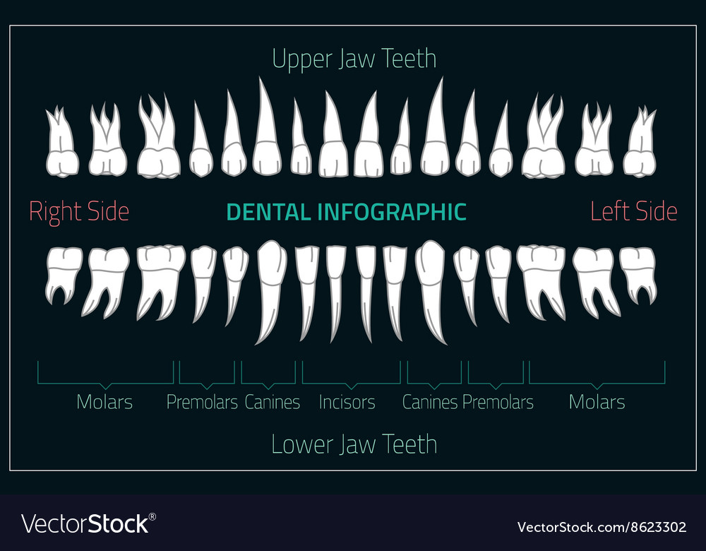 Human teeth infographic teeth infographic Vector Image