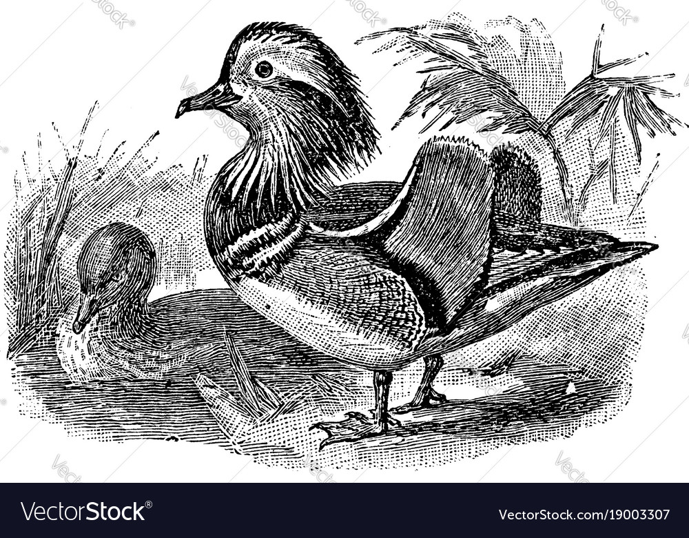 Mandarin duck vintage