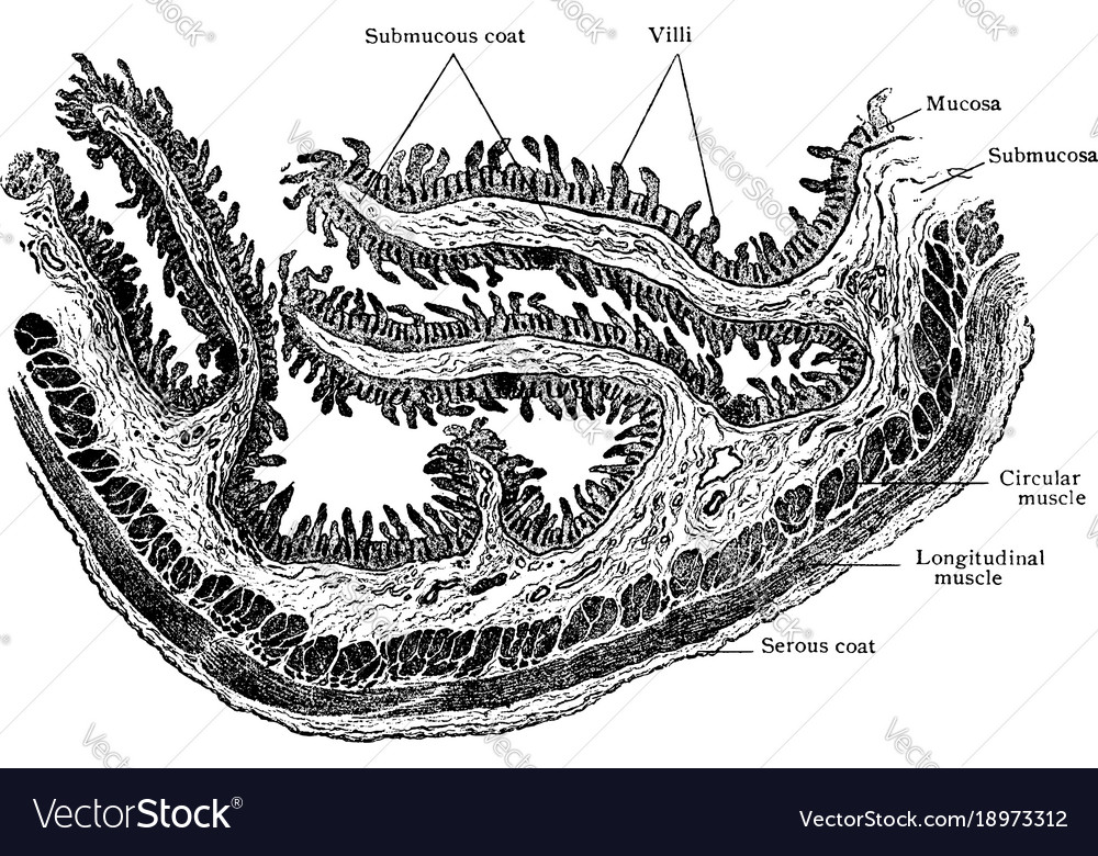 Longitudinal section of duodenum vintage