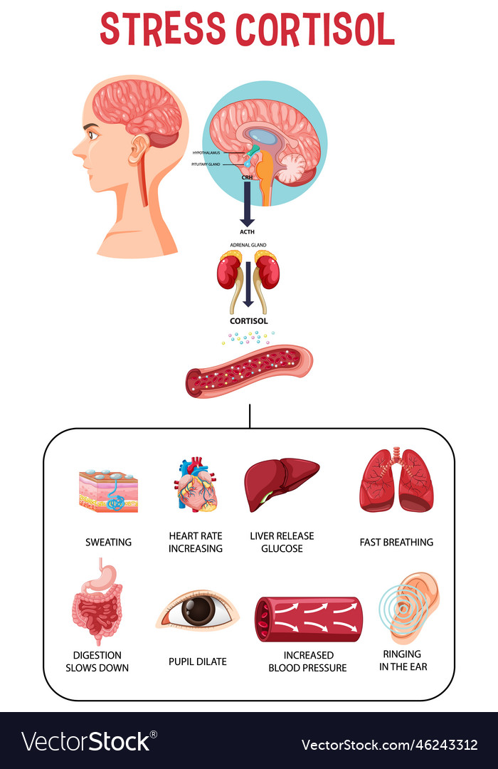 Stress response system scheme Royalty Free Vector Image