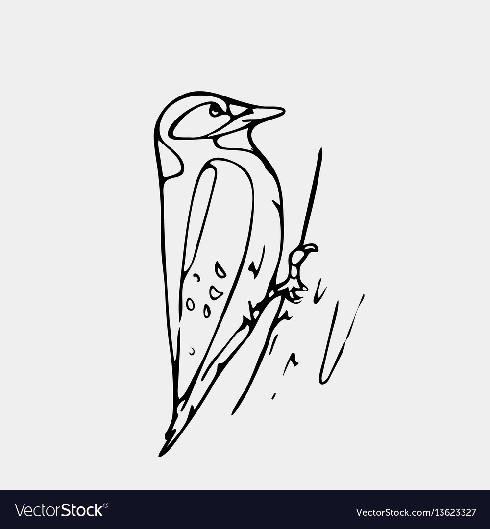 Hand-drawn pencil graphics small bird starling Vector Image