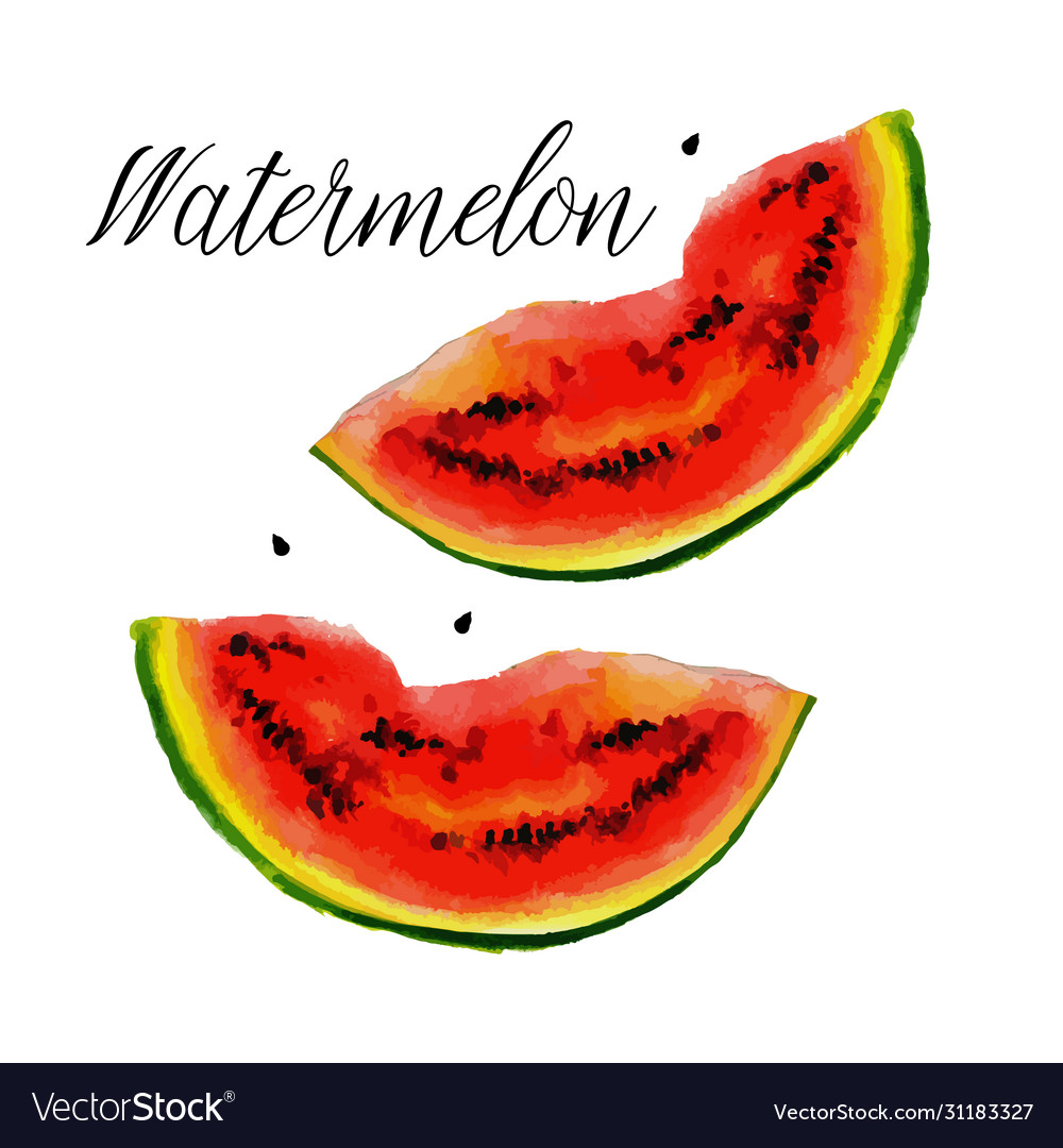 Hello summer slogan watercolor watermelon Vector Image