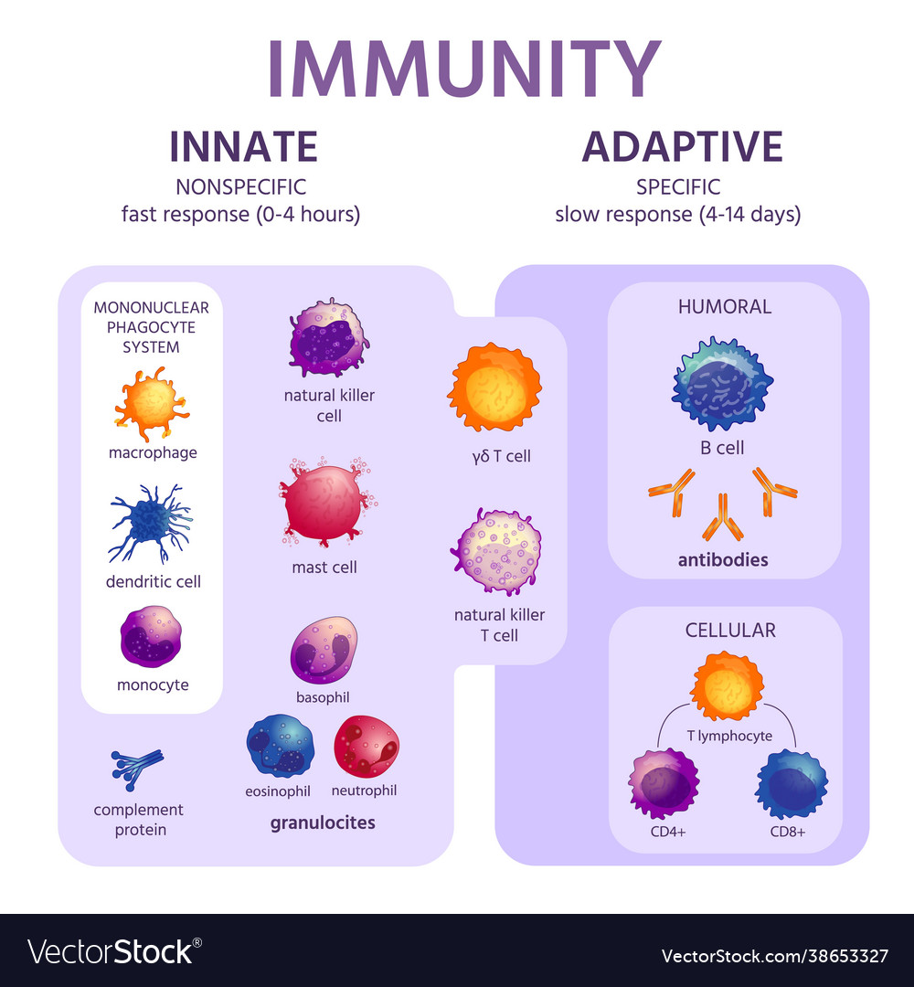 innate-and-adaptive-immune-system-immunology-vector-image