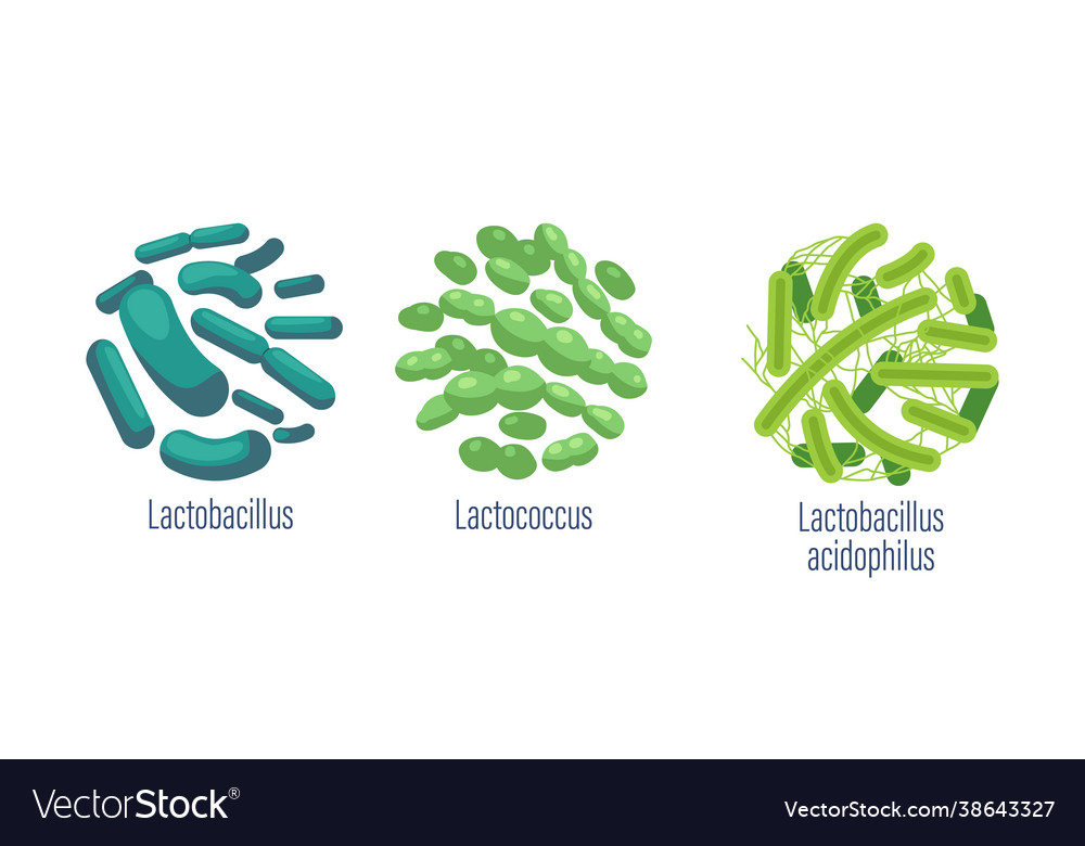 Set Probiotic Bacteria Lactobacillus Royalty Free Vector