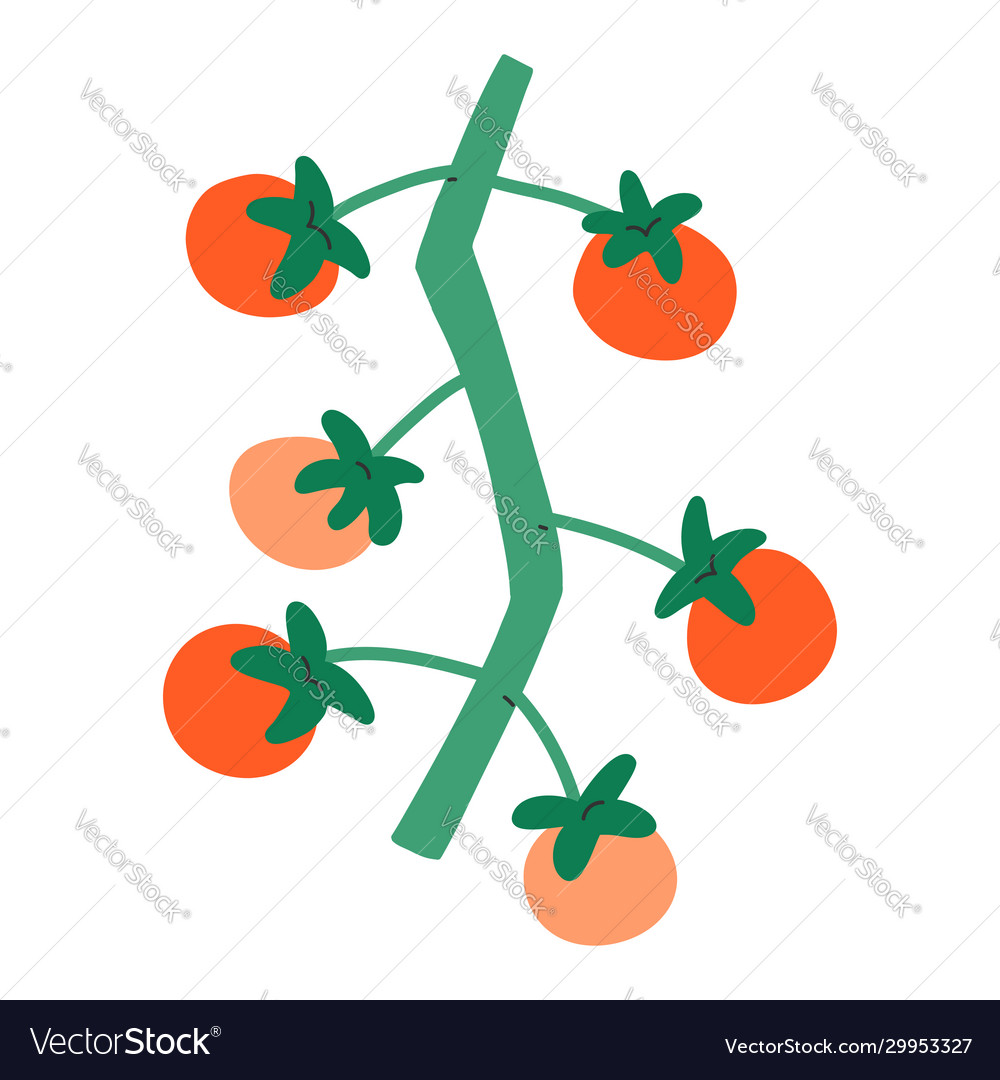 Small tomatoes on branch cherry sweet red little