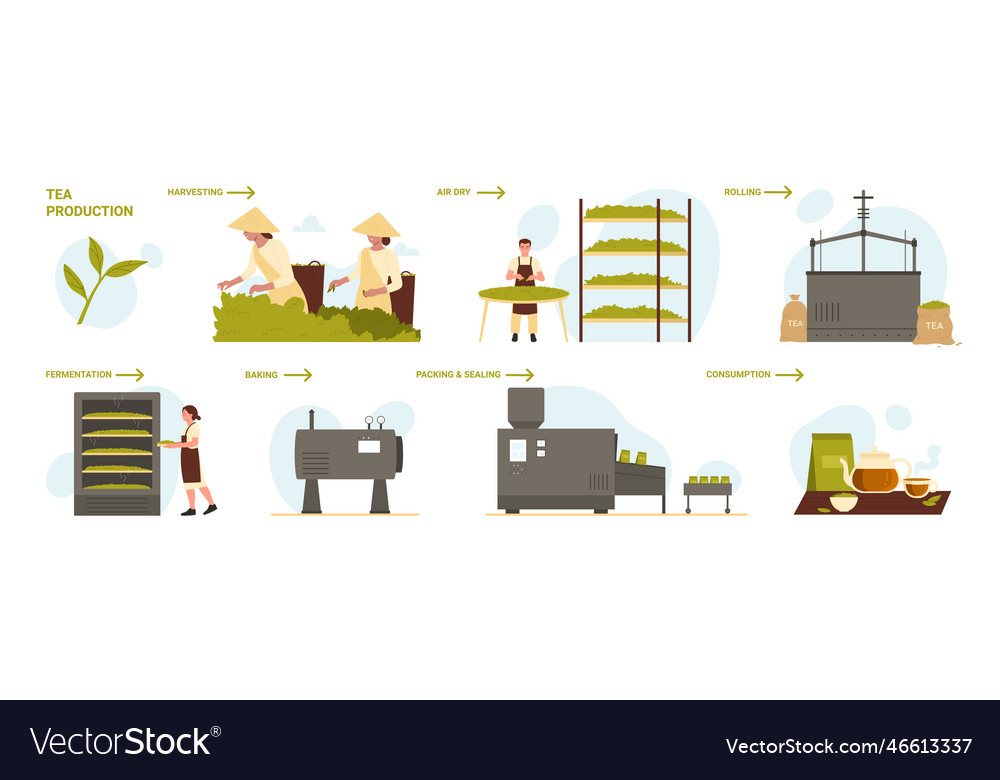 Tea production infographic set with harvesting