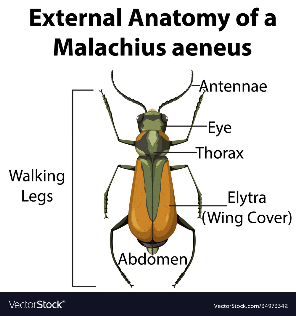 External anatomy a malachius aeneus on white Vector Image