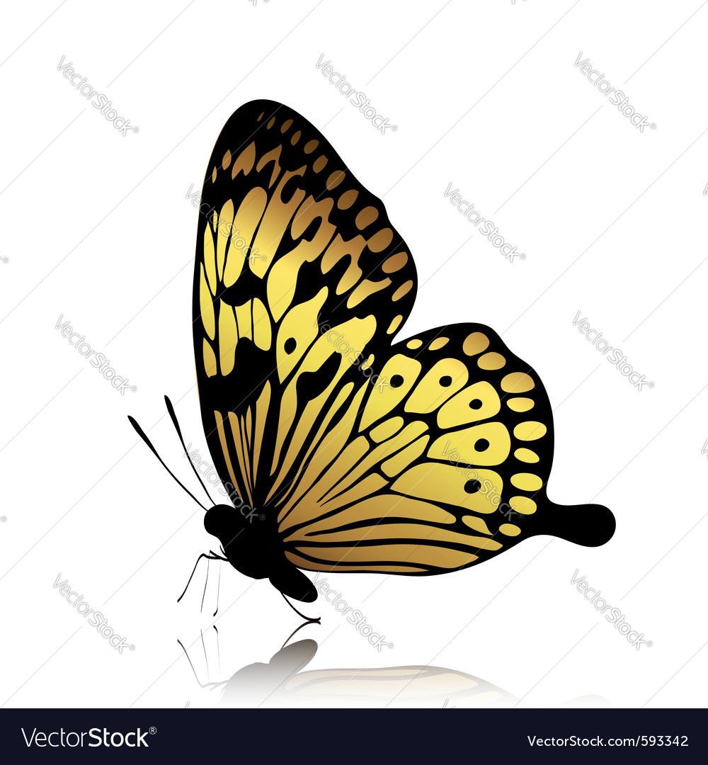 Golden butterfly Royalty Free Vector Image - VectorStock