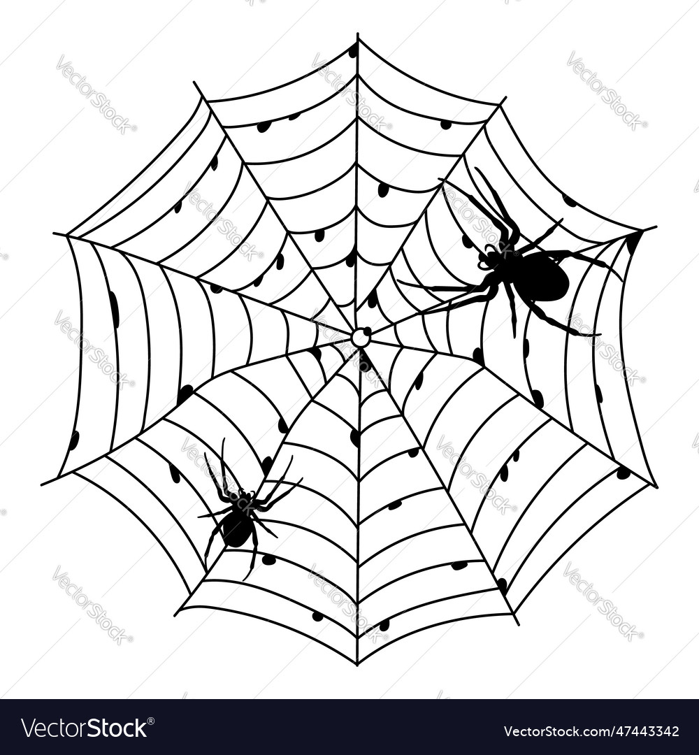 Scary black spider web isolated on white spooky