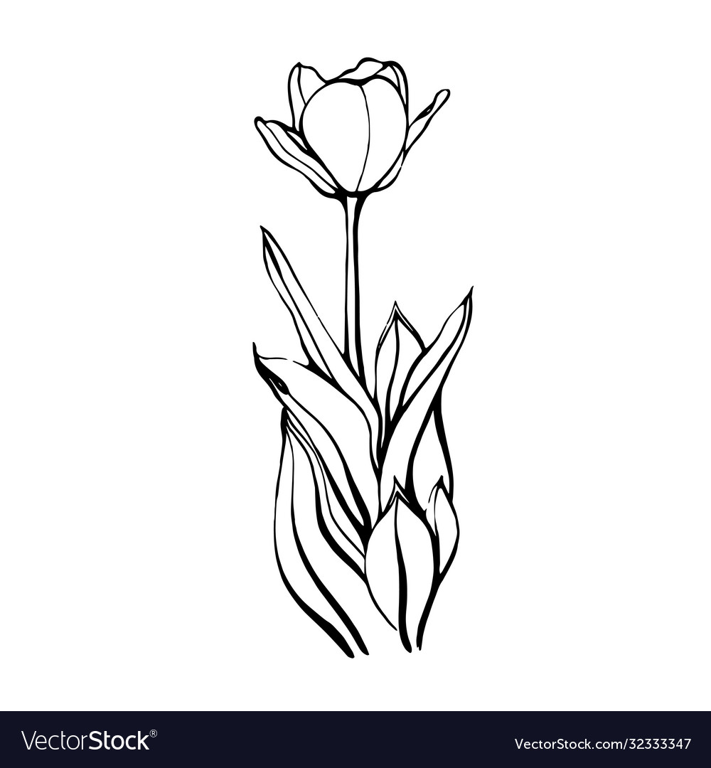 A hand-drawn tulip on stem with leaves floral Vector Image