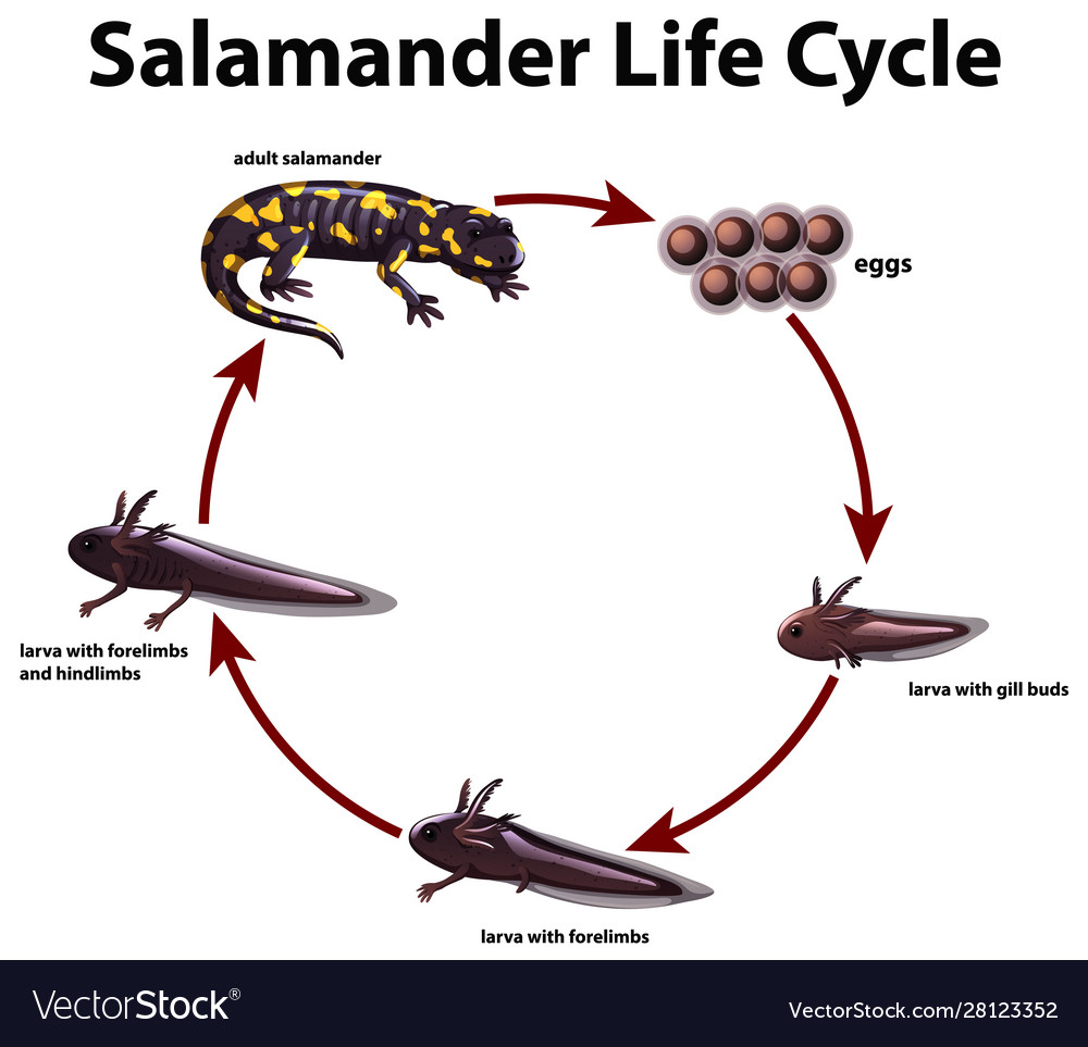 life cycle of a salamander