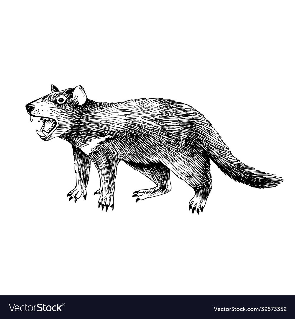 Hand drawn tasmanian devil Royalty Free Vector Image