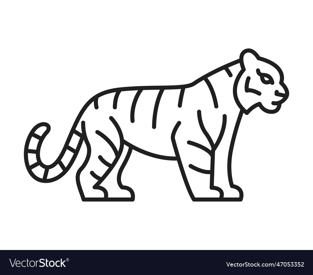 Tiger drawing standing sideways Royalty Free Vector Image