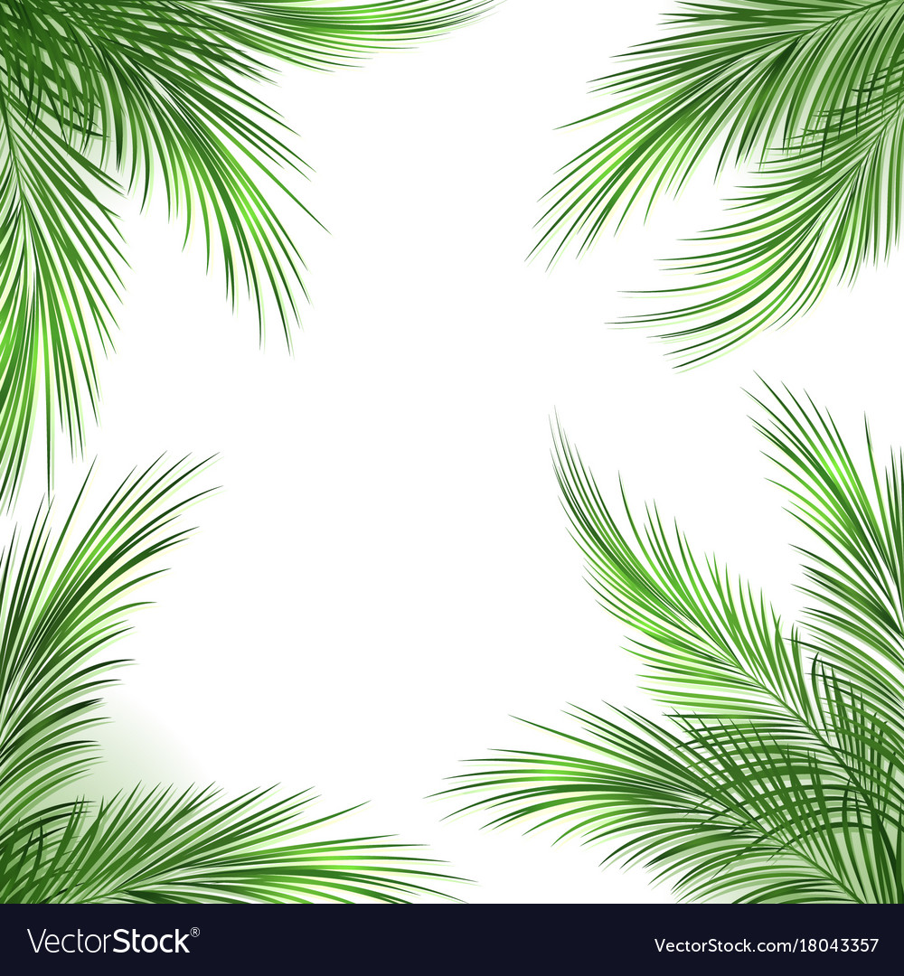 Download Palm leaves frame Royalty Free Vector Image - VectorStock