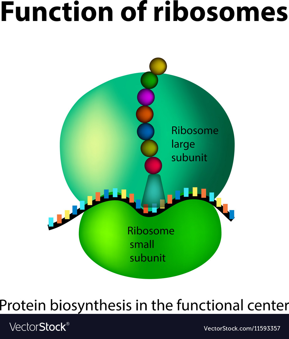 Structure of the ribosome functions Royalty Free Vector