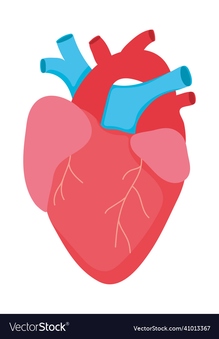 Anatomical heart icon Royalty Free Vector Image