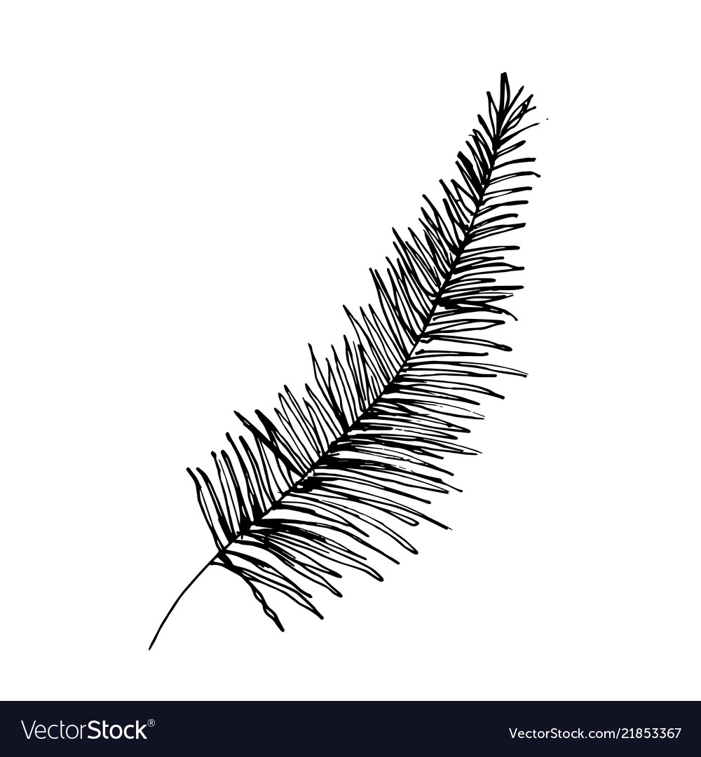 Coconut palm sketch or queen palmae leaves Vector Image