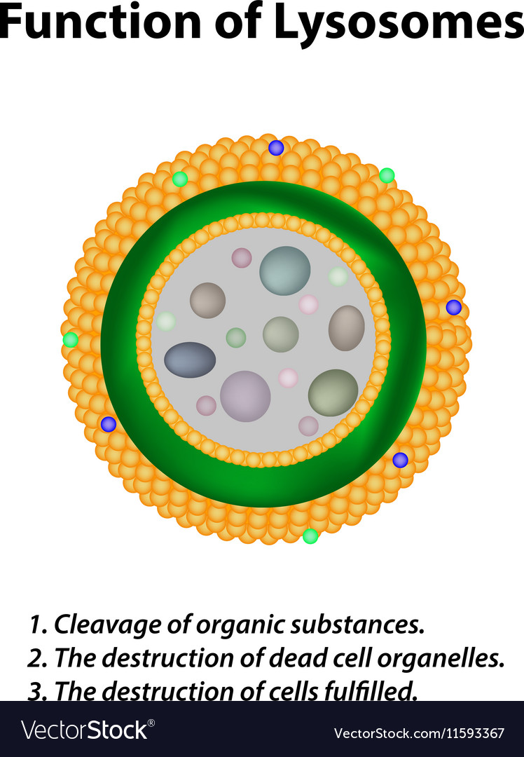 Structure and function of lysosomes Infographics Vector Image