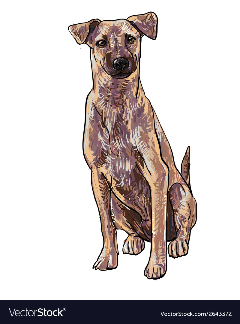 Sitting brown dog Royalty Free Vector Image - VectorStock