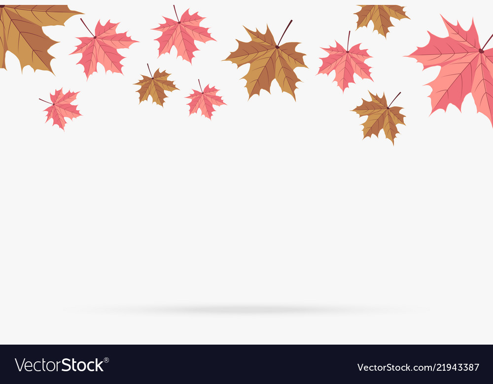 Autumn Pink Maple Leaf Fall Isolated On White Vector Image