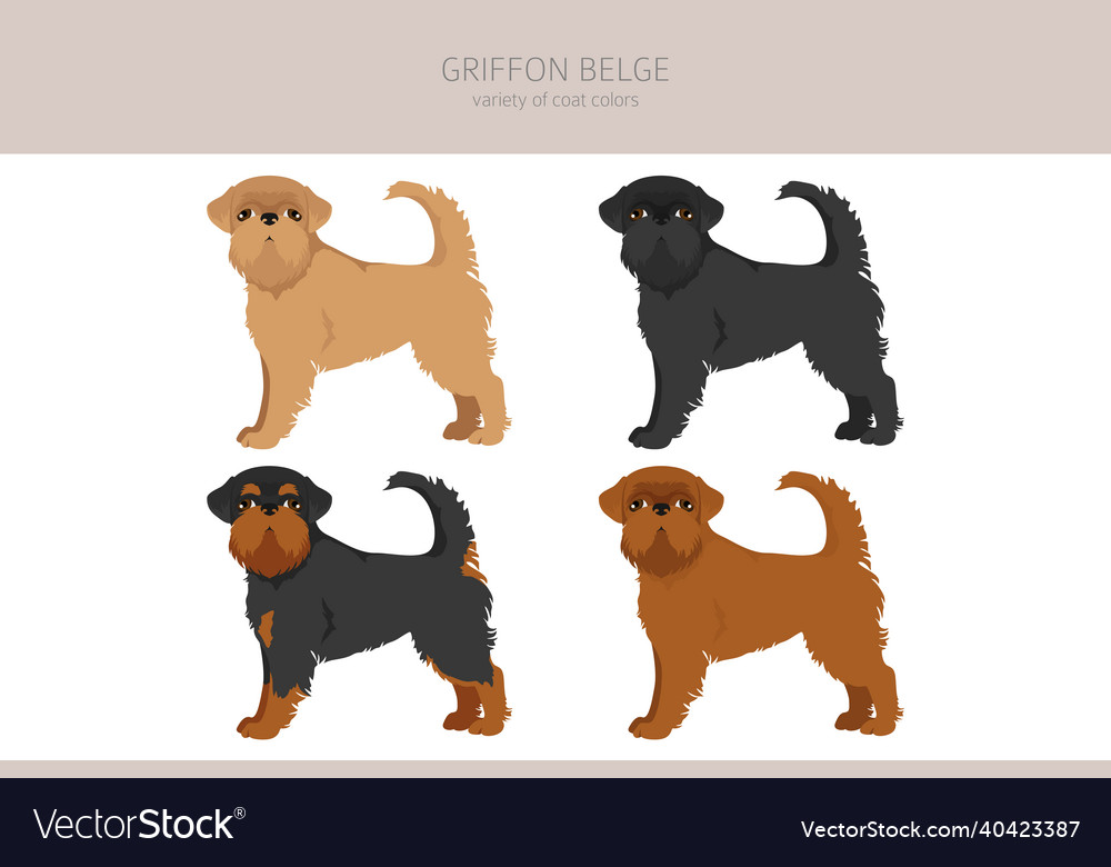 Griffon belge clipart different poses coat colors Vector Image