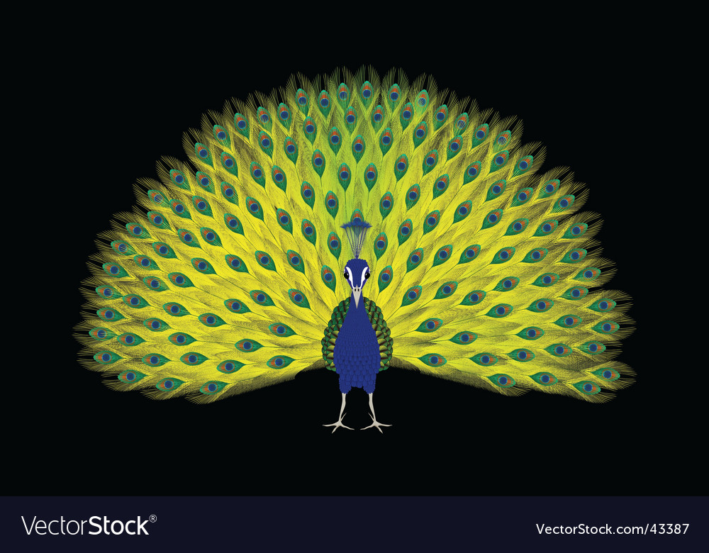 Peacock Royalty Free Vector Image Vectorstock 7996