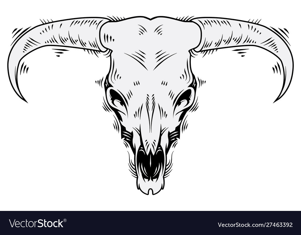 Steer skull Royalty Free Vector Image - VectorStock