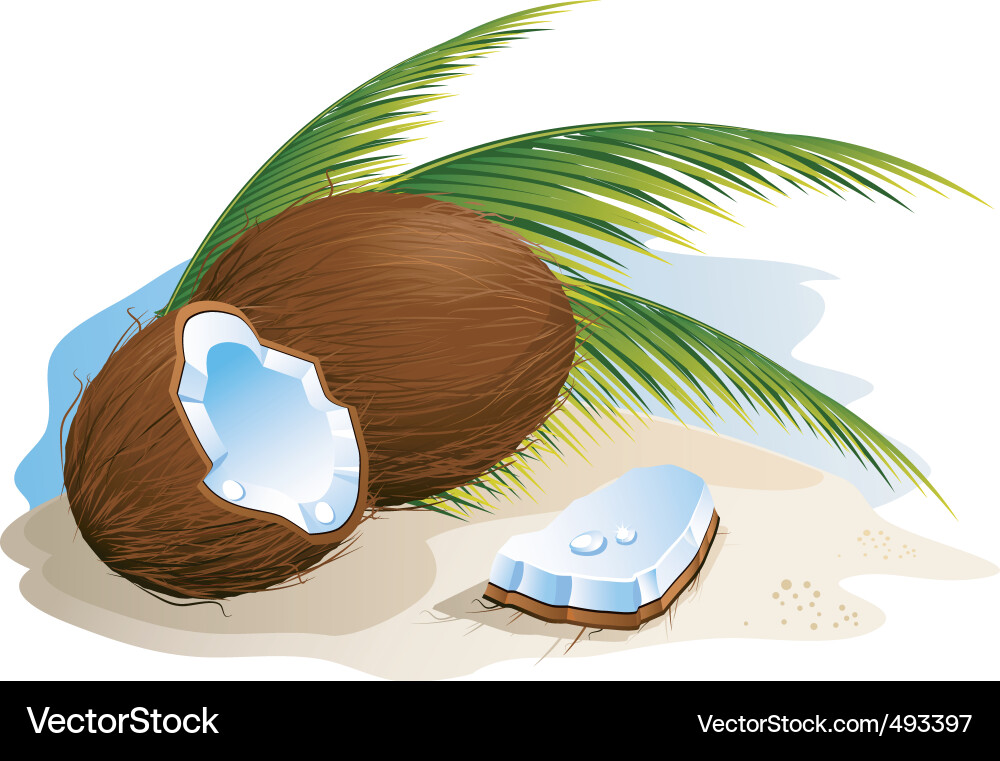 Coconut Royalty Free Vector Image - VectorStock