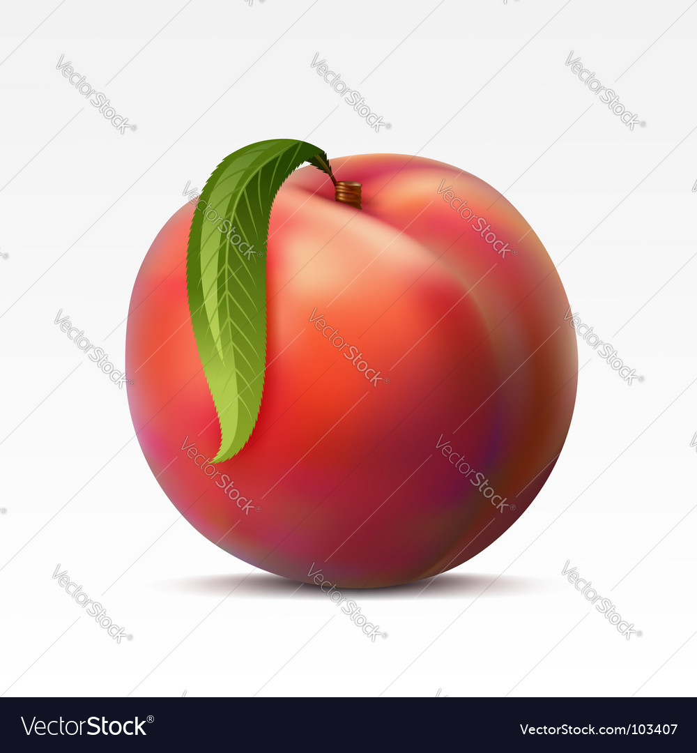 Peach Royalty Free Vector Image - VectorStock