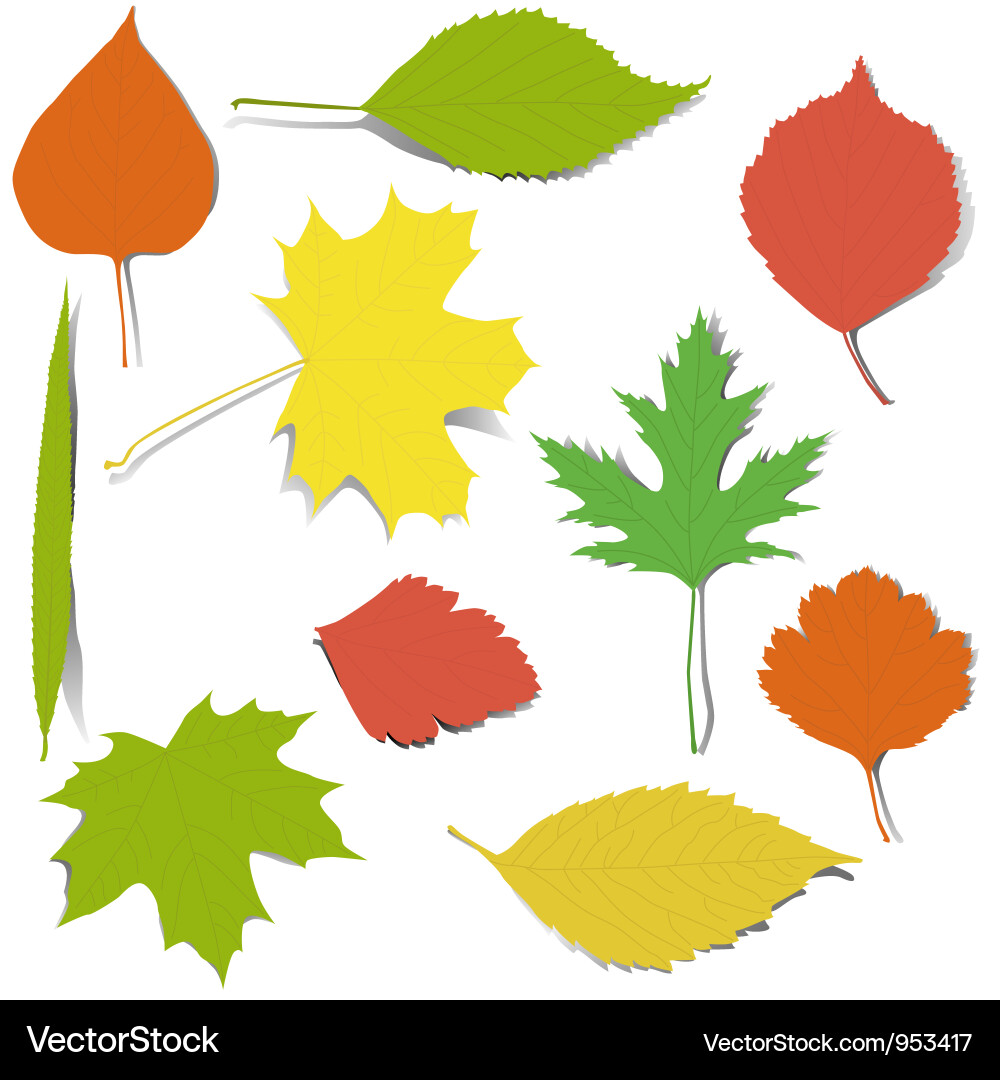 Autumn elements for design Royalty Free Vector Image