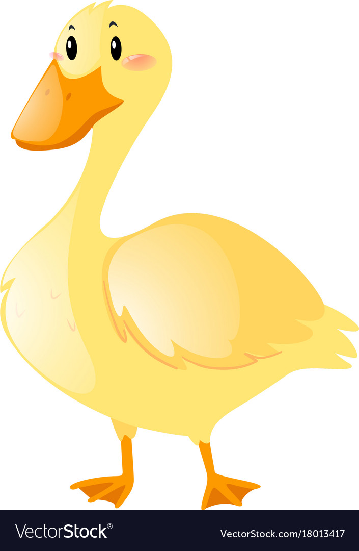 Little duck on white background Royalty Free Vector Image