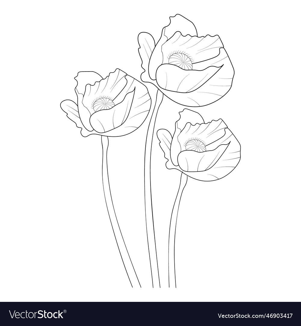 Poppy flower drawing easy flower coloring page Vector Image