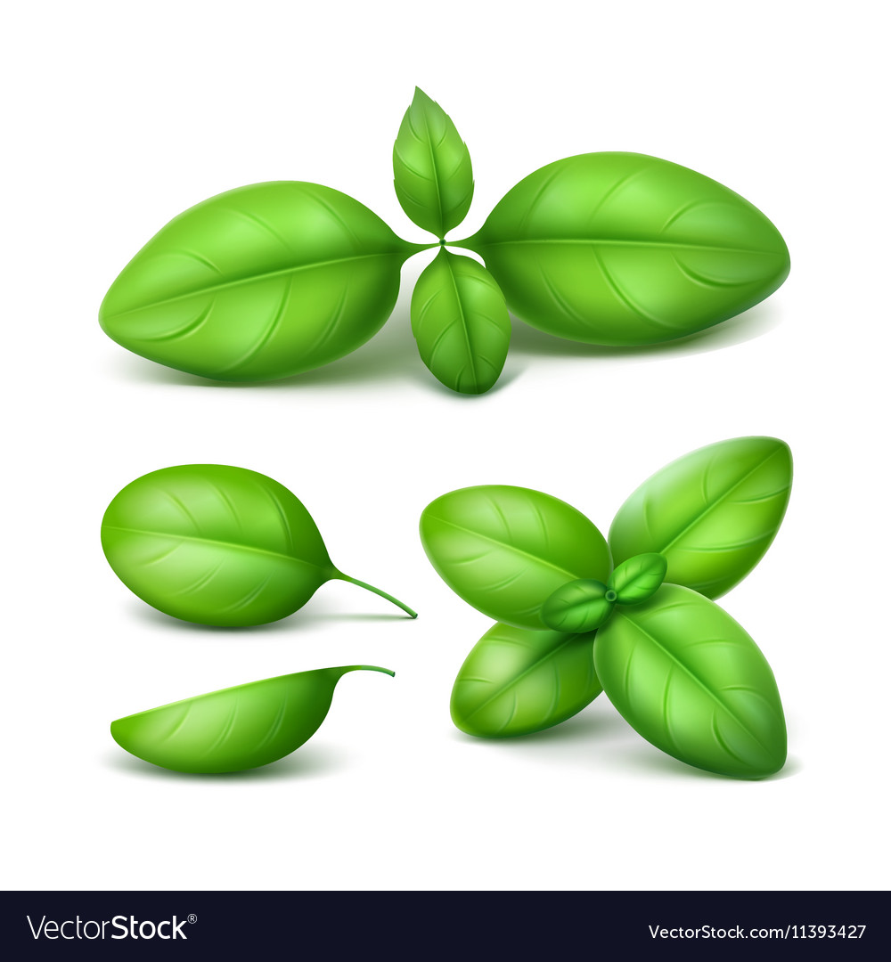 Set of green basil leaves isolated on background Vector Image