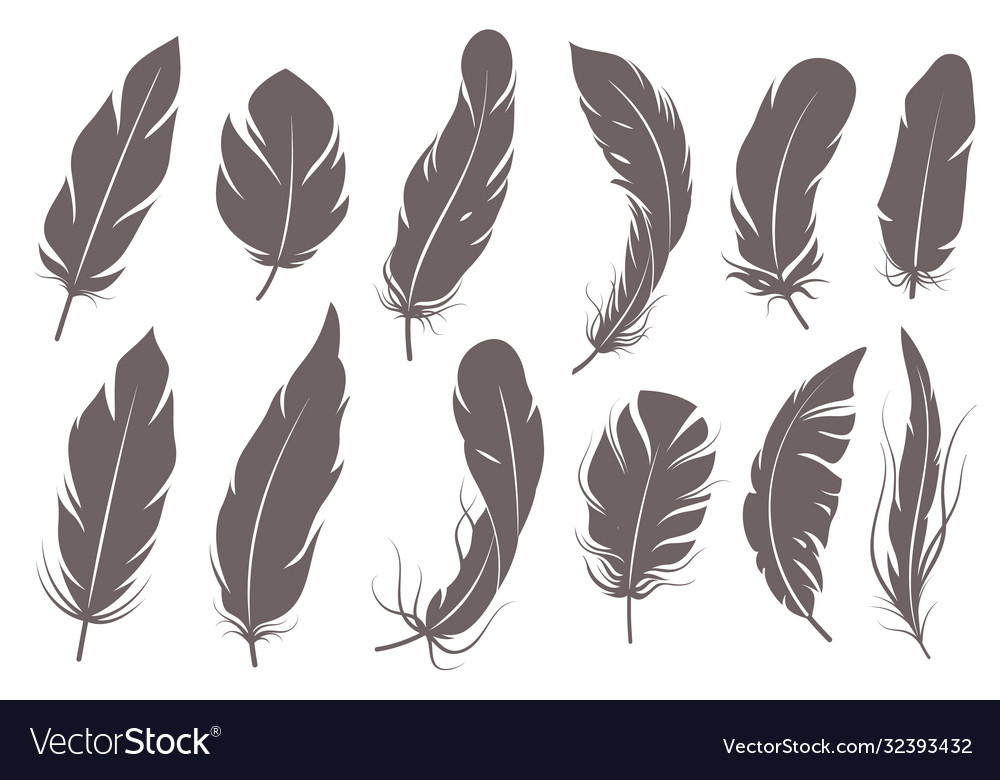 Feather Silhouettes Different Feathering Birds Vector Image