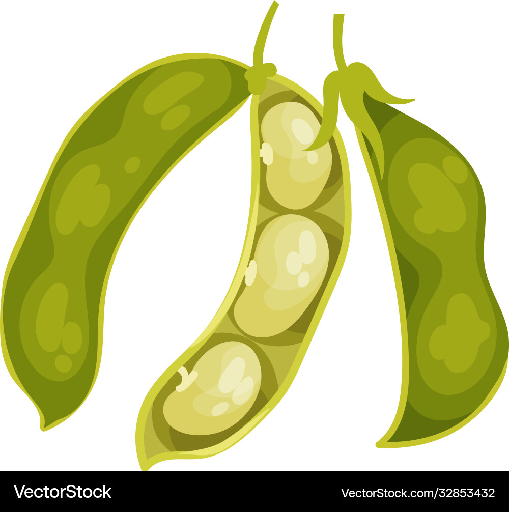 Grain legume or pulse crop with pod and beans Vector Image