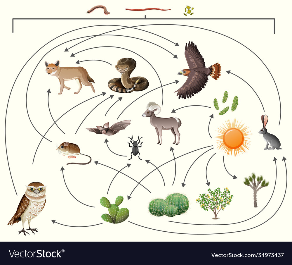 Food chain describes who eats whom in wild Vector Image Biology Diagrams