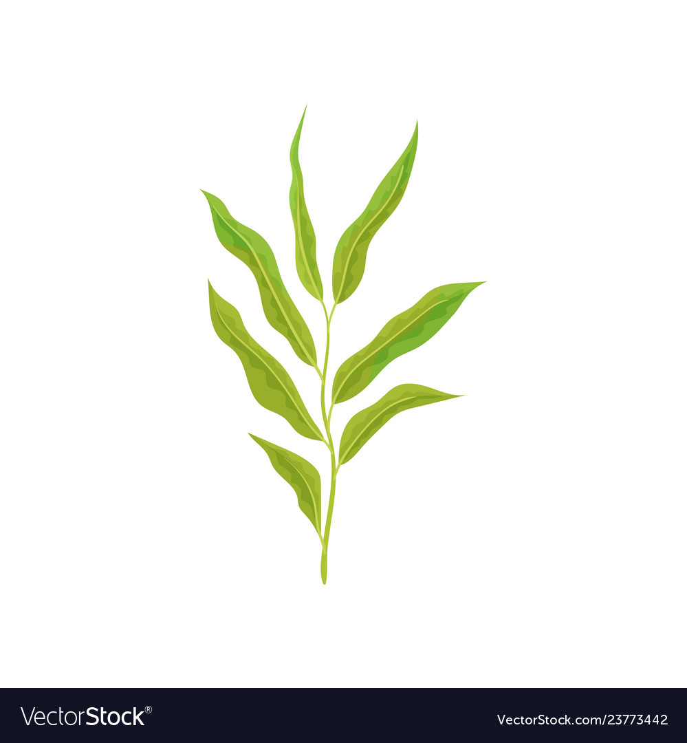 Branch of tree with small willow leaves fresh Vector Image