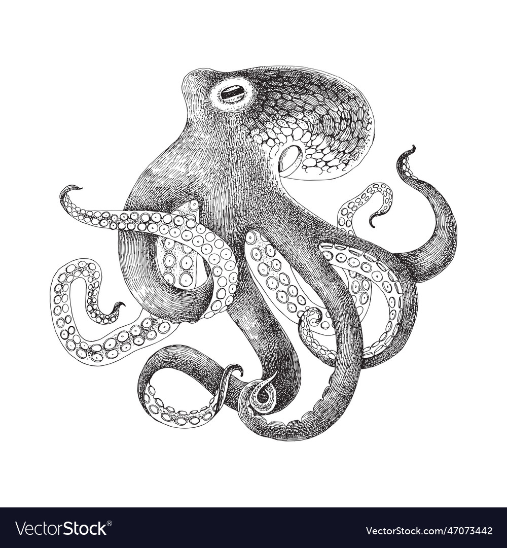 Octopus hand drawn monochrome Royalty Free Vector Image