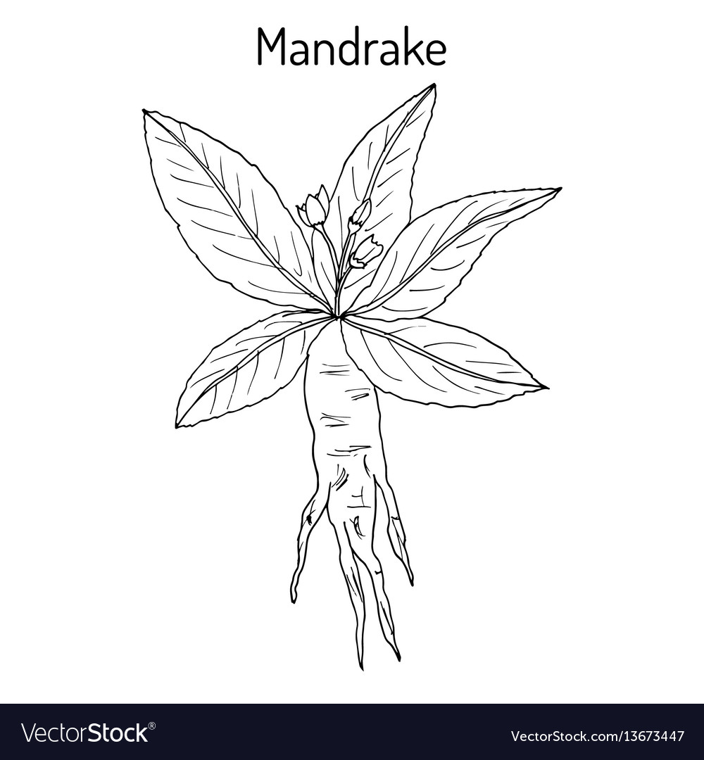 Vetor Mandrake 1 download gratuito