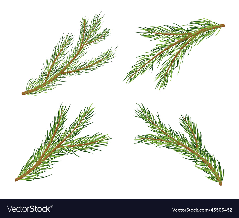 Pine tree branches cartoon set isolated Royalty Free Vector