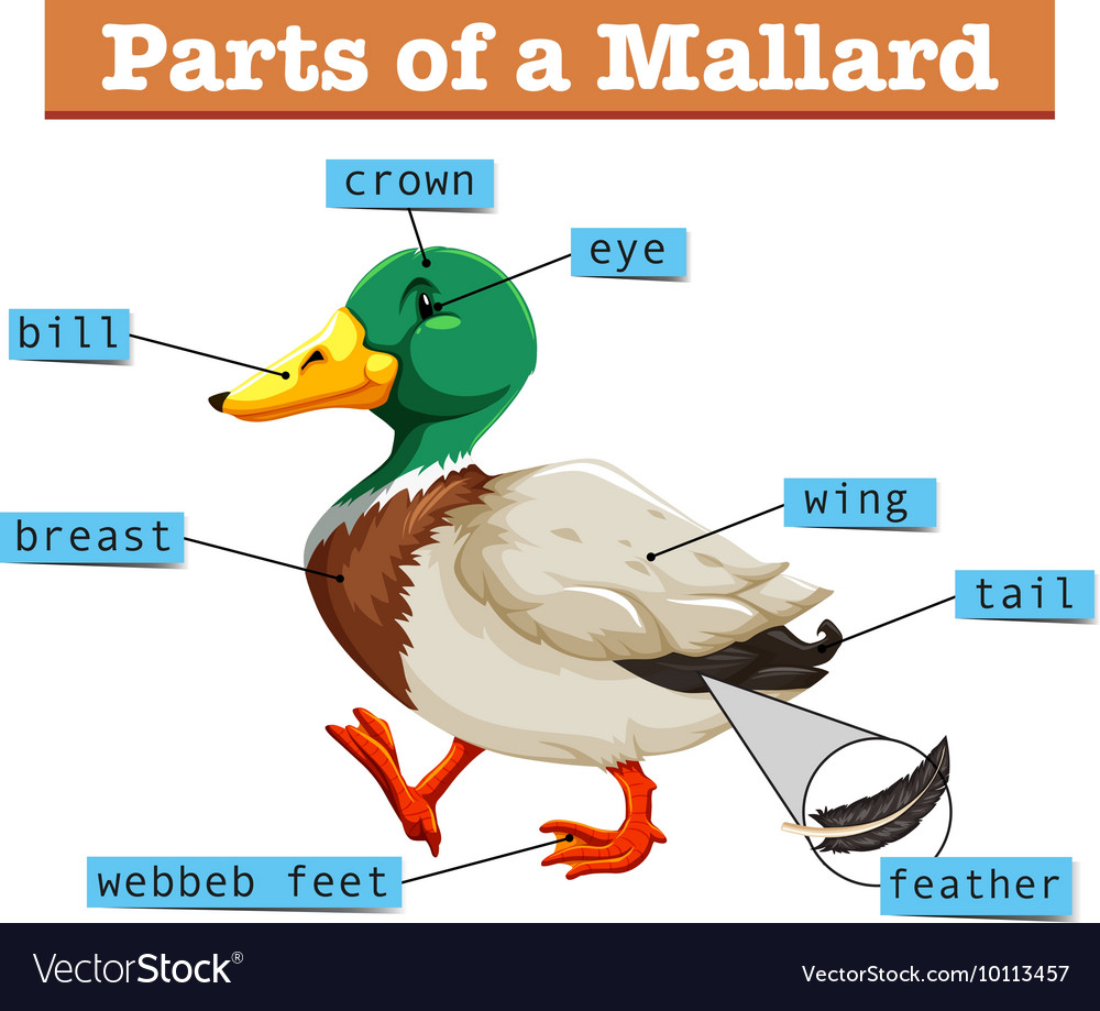 Different parts of mallard Royalty Free Vector Image