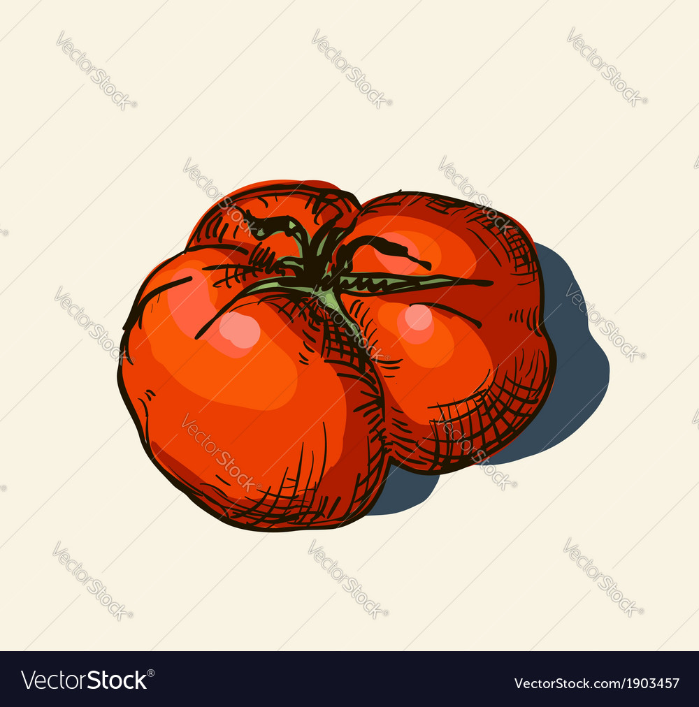 Tomato sketch Royalty Free Vector Image - VectorStock