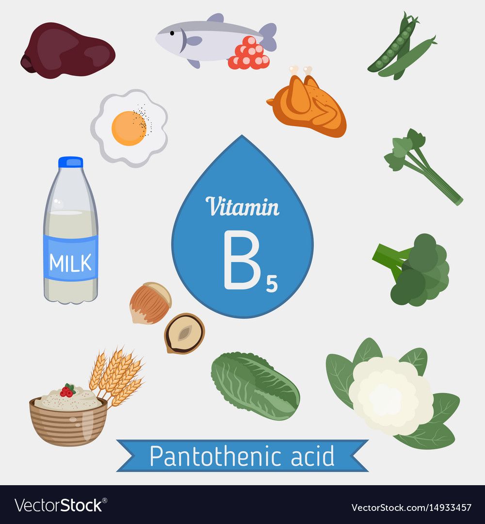 Vitamin b5 or pantothenic acid infographic Vector Image