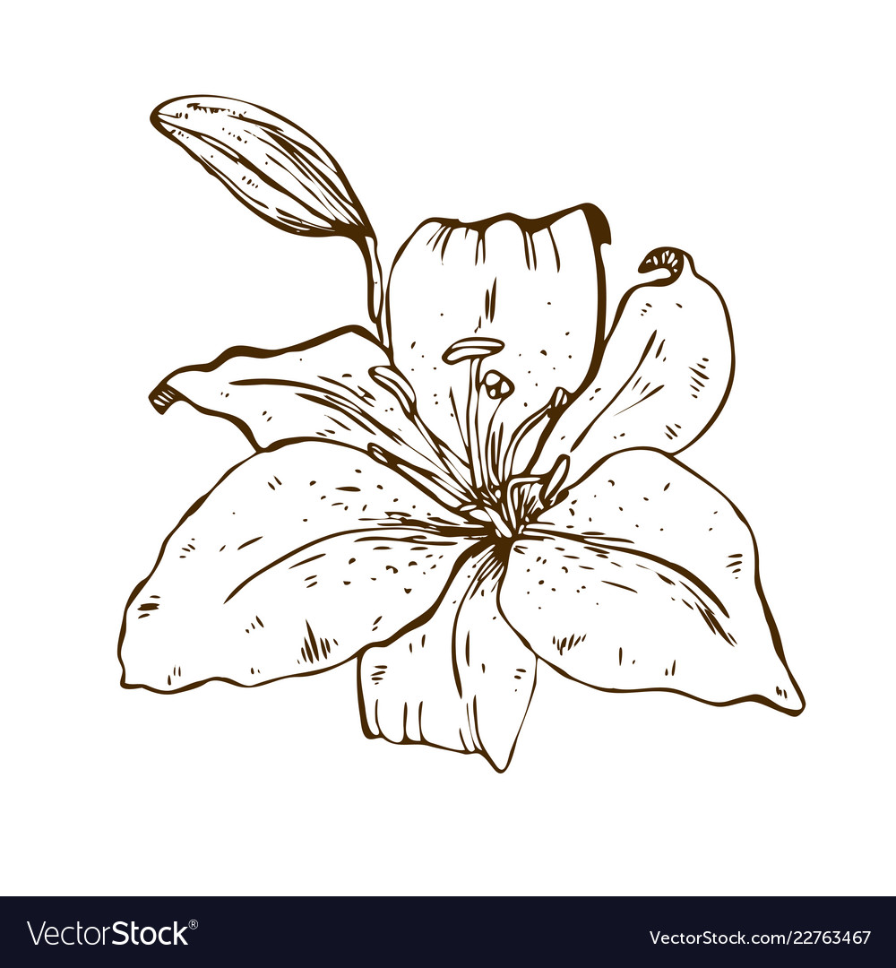 Beautiful contour lily flower of big Royalty Free Vector