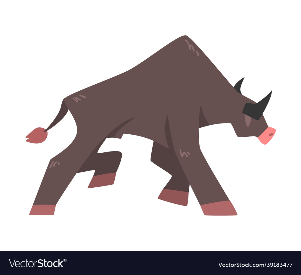 Black horned walking bull with hoof and muscular